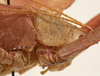 CollectionObject 1564313; 308d398d-dacf-48c7-aa62-8ce55f2c3ec5: female pronotum, lateral view (syntype). (CollectionObject).