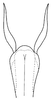 Aedeagus, ventral view on Bahita mimica Linnavuori & DeLong, 1978: Bahita mimica, aedeagus, ventrally. (Observation).
