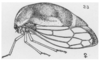 Habitus, lateral view on Cyrtolobus flavolatus Woodruff, 1924: (Observation).