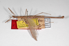 CollectionObject 1561862; 65cbe604-7b31-4514-8f55-f751c1969d07: copyright ZMHB, Berlin. male, dorsal view (holotype). (CollectionObject).