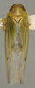 Habitus, dorsal view: !! display not done !! on Balclutha punctata (Fabricius, 1775): Dorsal - color variation. Light green color variation. (Observation).
