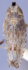 Habitus, dorsal view on Scaphytopius heldoranus (Ball, 1931): Ohio State U. (Observation).