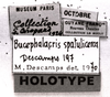 CollectionObject 1541270; 30f85b14-7da1-4d2a-8459-f5cbde631b23: Image, C.S. Carbonell. labels (holotype). (CollectionObject).