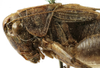 CollectionObject 1539767; cf7865f3-895f-4d78-99e4-136bb8391798: male head and pronotum, lateral view (holotype of Metrioptera minuta). (CollectionObject).