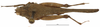 CollectionObject 1577320; 613cec75-60f1-4283-ac03-b5005bbbcfd2: male, dorsal view (syntype). (CollectionObject).