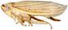 Athysanus argentarius, lateral habitus (INHS). Depicts Habitus, lateral view, an Observation.;Athysanus argentarius, lateral habitus (INHS). Depicts Habitus, lateral view, an Observation.