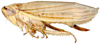 Habitus, lateral view: Athysanus argentarius, lateral habitus (INHS). (Observation).
