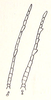 Stenoxyphus variegatus Blanchard, 1853: Fig. 14. male and female antennae. (Otu).