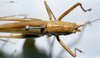 CollectionObject 1531456; f96a3069-94ec-4cab-acd9-f928f206747e: male, dorsal view (syntype). (CollectionObject).