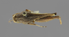 CollectionObject 1523048; d0544f7f-8417-4bdb-b3f6-078a8df346c1: female, dorsal view (holotype). (CollectionObject).