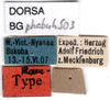 CollectionObject 1581114; 09f74000-3fb8-4392-97ac-7e66b3d1de48: labels (paratype). (CollectionObject).