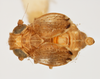 Habitus, dorsal view on Bakerella rotundifrons Beamer, 1945: (Observation).