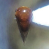 Habitus, dorsal view: !! display not done !! on Micrutalis pallens Fowler, 1895: (Observation).