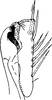 Subgenital plate: Subgenital plate. (Observation).