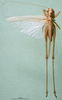 CollectionObject 1500493; 7fb9cf6c-1232-47e8-b690-6b700e0dc370: male, dorsal view (paralectotype). (CollectionObject).