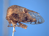 Amblyophallus Kopp & Yonke, 1979: _Amblyophallus maculatus_. (Otu).