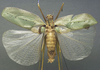 CollectionObject 1505883; 0a28199a-13ca-4420-bba7-cc786309cd7e: male, dorsal view (syntype). (CollectionObject).;CollectionObject 1505884; e4ad7a68-92ad-43b9-a49c-2f62722b0196: male, dorsal view (syntype). (CollectionObject).