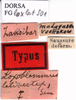 CollectionObject 1505324; 5703e2a4-16c8-4870-bec7-b41e7b232a14: labels (syntype). (CollectionObject).