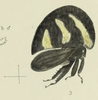Habitus, lateral view: !! display not done !! on Membracis lunata Fabricius, 1787: (Observation).