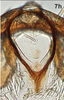Anal tube processes on Bretega ensiverpa Stiller, 2017: Anal tube process, caudal view. (Observation).