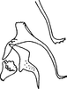 Anal tube processes on Arbosiria gracilis Dworakowska, 1994: Anal tube process. (Observation).