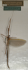 CollectionObject 1561957; b9655f81-9f02-44a3-8f36-c885c44e980e, NMW 1104: copyright NMW, Vienna. male of synonym Sipyloidea filiformis (lectotype). (CollectionObject).