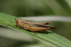 FieldOccurrence 281; e565c2b1-4536-4d82-9a0a-cee110579ca7; southern slope Mount Kilimanjaro, 2014/11/??: male. (FieldOccurrence).