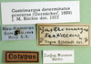 CollectionObject 1570320; a4de95b5-0bbb-44ad-b6f3-640df451c262: labels (syntype of Gastrimargus testaceus). (CollectionObject).