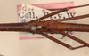 CollectionObject 1557782; NMW 64, d8b62e4c-4907-4032-8861-f888a6d85a22: copyright NMW Vienna. male: mid-thorax, dorsal view (holotype). (CollectionObject).