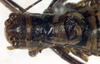 CollectionObject 1502518; 45843e41-67ed-46ef-b490-f0e497c9614c: male, dorsal view (paralectotype). (CollectionObject).
