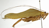 CollectionObject 1529734; 6ce18925-a8fb-4989-8352-ba52dc4f34f9: male, lateral view (holotype). (CollectionObject).