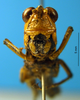 CollectionObject 1567401; e305e013-b331-4a55-84f9-9159868fe0b3: female, frontal view (syntype). (CollectionObject).