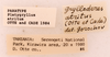 CollectionObject 1964817; 473b8d9f-b407-4bfa-94b6-d40beae9b455: Female, labels (paratype). (CollectionObject).