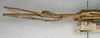CollectionObject 1562319; NMW 881, c6e95c64-2cbb-4bb7-bcef-fc36902f72c4: copyright NMW, Vienna. male: head and thorax, lateral view (holotype). (CollectionObject).