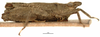 CollectionObject 1506807; fb83dfc6-fdb8-41b5-9481-c0a7f7286aa7: male, lateral view (holotype). (CollectionObject).