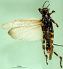 CollectionObject 1501120; df0a4123-1975-493d-a3ae-169080775fc6, MfN 1755: male, ventral view (syntype). (CollectionObject).