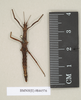 CollectionObject 1560435; dd64b8db-542d-499b-9925-069a0d78b473: copyright Natural History Museum, London. female (syntype). (CollectionObject).;CollectionObject 1560436; fb5361fa-2dec-4ea9-876a-b1c5e236ef61: copyright Natural History Museum, London. female (syntype). (CollectionObject).