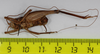 CollectionObject 1575867; 28399f20-c6fe-4a3f-9e17-6519c2be60a3: male, ventral view (holotype). (CollectionObject).