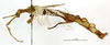 copyright MNHN, Paris. male, lateral view (holotype). Depicts CollectionObject 1557811; f41686f2-604a-49e7-bdb4-febc83ba16f3, a CollectionObject.