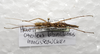 CollectionObject 1576286; SPM SP/EPH/02165, 0e14ca7e-9a78-492f-97e7-fcbff8501fd2: copyright SPM, Kinabalu. female, dorsal view (holotype). (CollectionObject).
