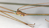 CollectionObject 1557304; NMW 645, f9e15317-ecad-451e-9f8e-c1986a57f9e7: copyright NMW, Vienna. male head & thorax, lateral view (holotype). (CollectionObject).