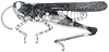 Gymnobothrus temporalis (Stål, 1876): Fig. 73.1. male habitus. (Otu).