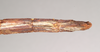 CollectionObject 1557825; 87f9a19e-e234-4e6b-b475-4fa501d1a9d7: copyright Natural History Museum, London. female: end of abdomen, ventral view of Chondrostethus woodfordi (syntype). (CollectionObject).;CollectionObject 1557826; 50d4ed4c-0940-4f37-b3fe-450e20f5d380: copyright Natural History Museum, London. female: end of abdomen, ventral view of Chondrostethus woodfordi (syntype). (CollectionObject).