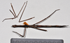 CollectionObject 1558559; d175cf57-13bf-4202-bdc4-79a45254a6cc: copyright NTUC. female, dorsal view (syntype). (CollectionObject).;CollectionObject 1558560; 79f3f8cc-d56f-40aa-b01f-edb53ef13999: copyright NTUC. female, dorsal view (syntype). (CollectionObject).
