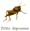 Pl. 7. habitus. Depicts Tetrix depressa Brisout de Barneville, 1848, an Otu.