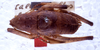 CollectionObject 1531722; NMW 22475, 3368a6a3-0c77-4970-be5b-434142aa3d05: male, dorsal view (syntype). (CollectionObject).
