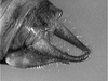 Lamprophyllum micans Hebard, 1924: male cerci (Costa Rica, Heredia Prov., La Selva). (Otu).