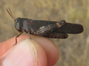 Arphia pseudonietana (Thomas, 1870): male (about 5 miles south of Chadron, Nebraska, 13 September 2020). (Otu).