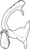 Aedeagus, lateral view on Diomma (Diomma) katoi Dworakowska, 1981: Aedeagus (D. katoi Dwor.), lateral view. (Observation).