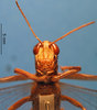 CollectionObject 1538324; 6bf2dd5d-ee97-4301-844d-a9f342dab482: male, frontal view (holotype of Abracris coelestre). (CollectionObject).